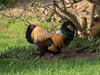 _A049653cr.jpg